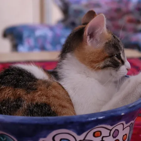 Bed and breakfast Viaggiocuoreart Nápoles