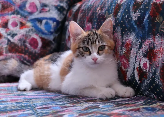 Viaggiocuoreart Νάπολη