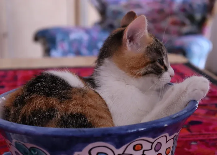 Bed and Breakfast Viaggiocuoreart Νάπολη